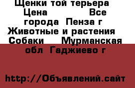 Щенки той терьера › Цена ­ 10 000 - Все города, Пенза г. Животные и растения » Собаки   . Мурманская обл.,Гаджиево г.